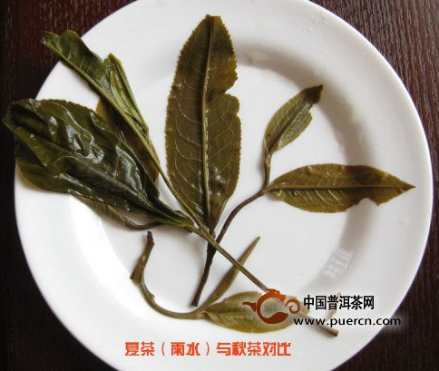 看圖來(lái)辨別普洱茶原料春、秋、夏（雨水料）