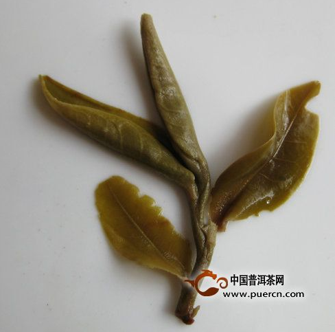 看圖來(lái)辨別普洱茶原料春、秋、夏（雨水料）