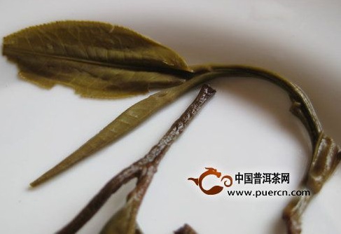 看圖來(lái)辨別普洱茶原料春、秋、夏（雨水料）