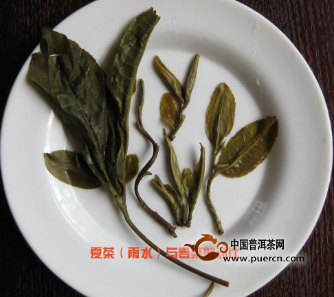 看圖來(lái)辨別普洱茶原料春、秋、夏（雨水料）