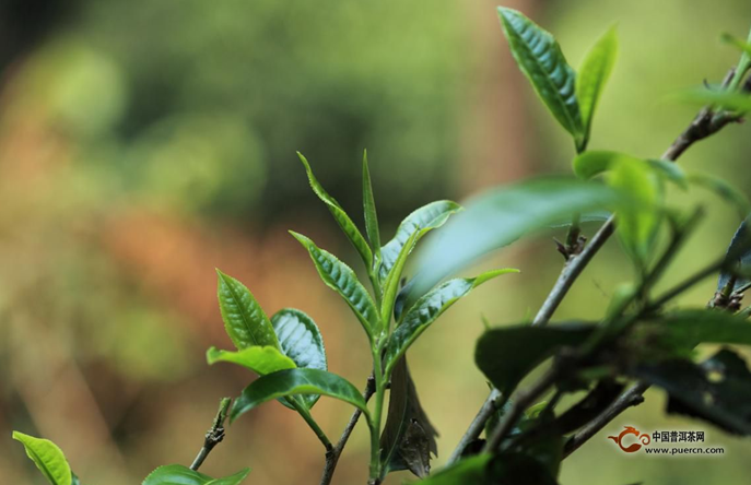 聊聊易武茶的轉(zhuǎn)化