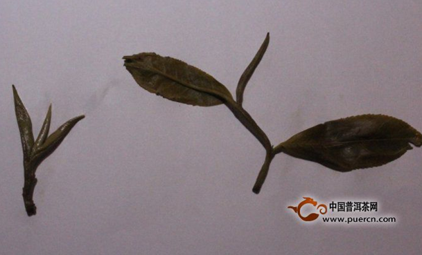 普洱古樹茶之春茶