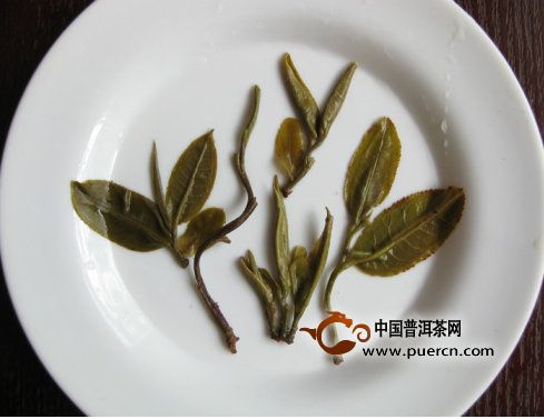 春茶葉底