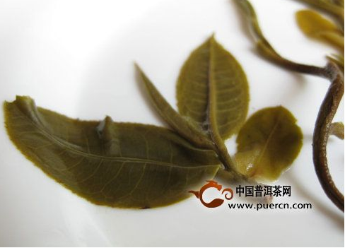 春茶葉底
