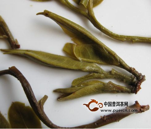 春茶葉底