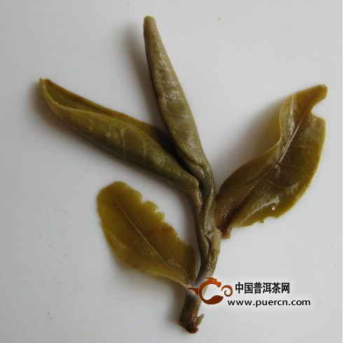 春茶葉底